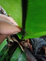 Asplenium phyllitidis