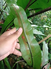 Asplenium phyllitidis