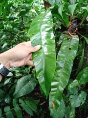 Asplenium phyllitidis