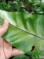 Asplenium phyllitidis