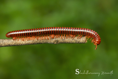 Trigoniulus corallinus