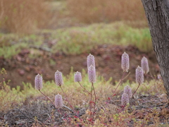 Ptilotus exaltatus