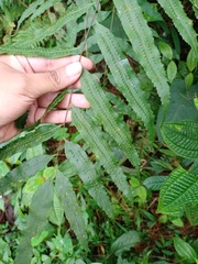 Goniophlebium persicifolium