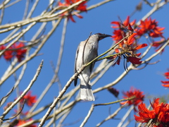 Philemon corniculatus
