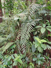 Goniophlebium persicifolium