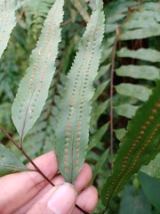 Goniophlebium persicifolium