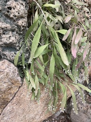 Disocactus ackermannii