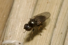 Oscinellinae