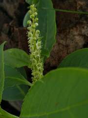 Phytolacca