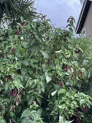 Leycesteria