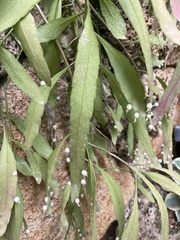 Disocactus ackermannii