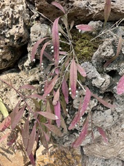 Disocactus ackermannii