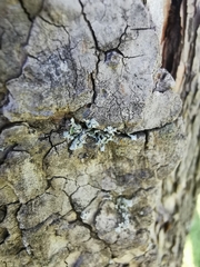 Parmeliopsis ambigua