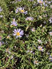 Symphyotrichum chilense