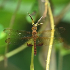 Hydrobasileus croceus