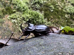 Trichogomphus mongol