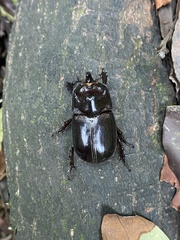 Trichogomphus mongol