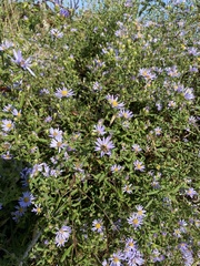 Symphyotrichum chilense
