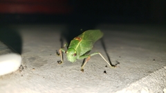 Microcentrum californicum