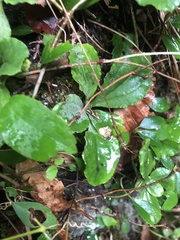 Antennaria solitaria