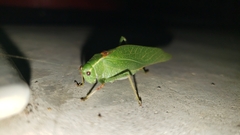 Microcentrum californicum