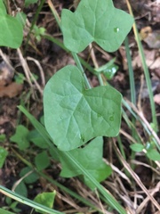 Menispermum canadense