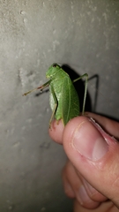 Microcentrum californicum