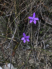 Glossodia minor