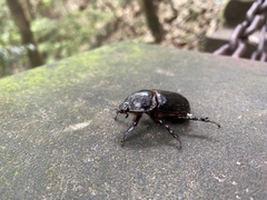 Trichogomphus mongol