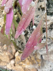 Disocactus ackermannii
