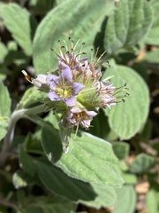 Phacelia hydrophylloides