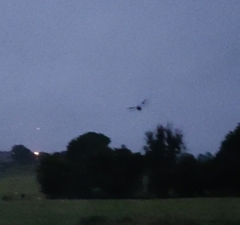 Pipistrellus pipistrellus