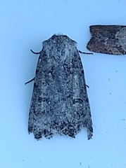 Caradrina clavipalpis