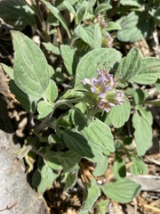 Phacelia hydrophylloides