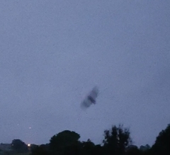 Pipistrellus pipistrellus