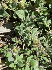 Phacelia hydrophylloides