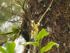Hedychium horsfieldii