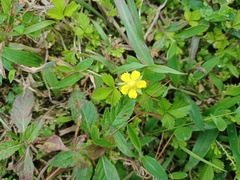 Potentilla indica