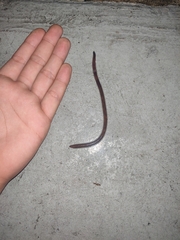 Amynthas corticis