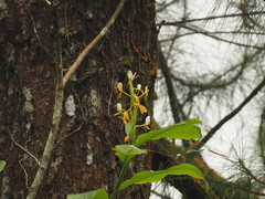 Hedychium horsfieldii