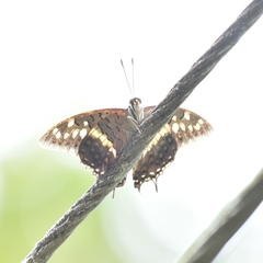 Charaxes solon