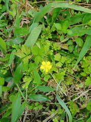 Potentilla indica