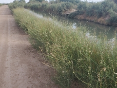 Chloracantha spinosa spinosa