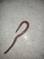 Amynthas corticis