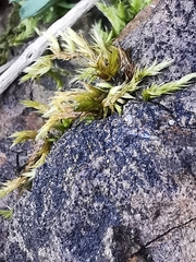 Climacium dendroides