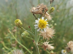 Chloracantha spinosa spinosa