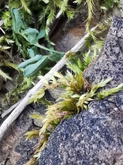 Climacium dendroides