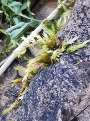 Climacium dendroides