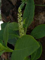 Phytolacca