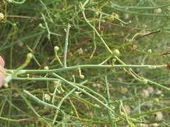 Chloracantha spinosa spinosa